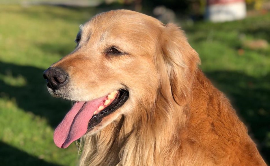 Pet Friendly en el Colegio 